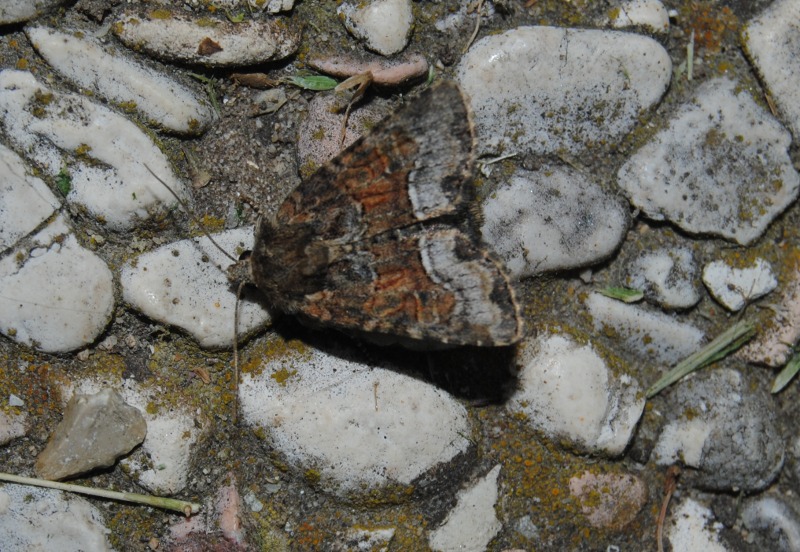 Ident. - ancora Oligia sp.?